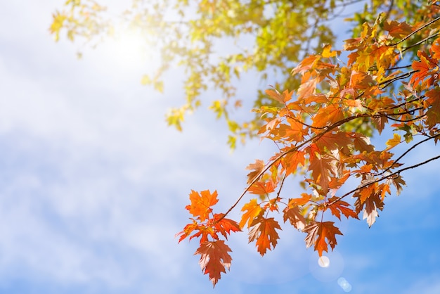 Árvores de outono em uma floresta e céu azul claro com sol