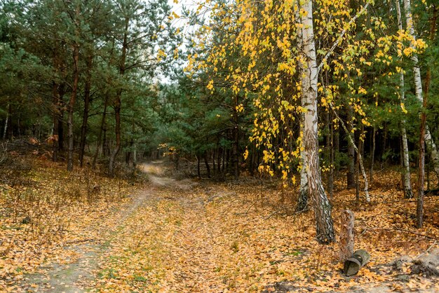 Árvores de outono na floresta, parque
