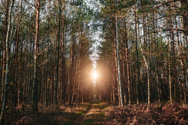 Árvores de outono na floresta