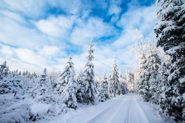 Árvores de paisagem de inverno no gelo