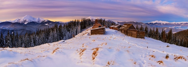 Árvores de paisagem de inverno no gelo