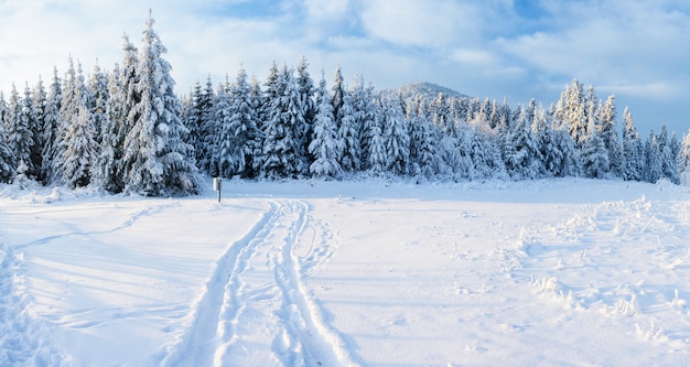 Árvores de paisagem de inverno no gelo