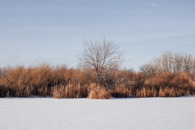 Árvores de paisagem de inverno sem folhas crescem perto da margem do rio, a água congelada é coberta de neve após h.