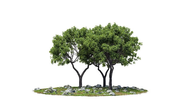 Árvores de recorte Projeto de jardim isolado no fundo branco Arbusto decorativo para paisagismo Máscara de recorte disponível para composição de renderização 3d