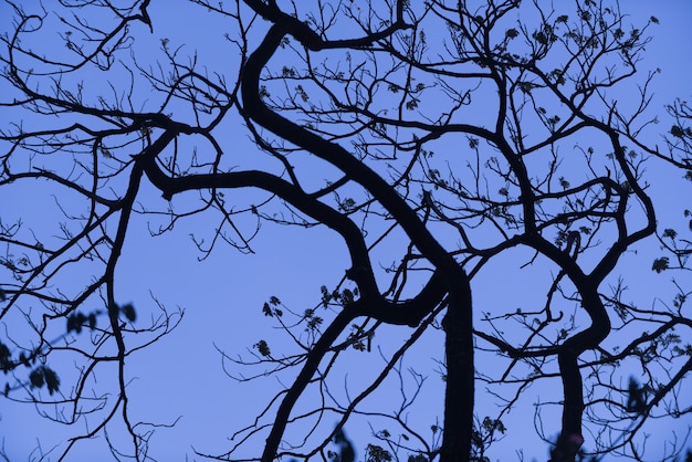 Árvores de silhueta com lindo fundo de céu, floresta