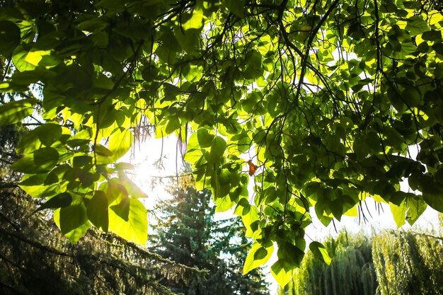 Foto Árvores de verão e folhas com sol conceito de natureza bela luz