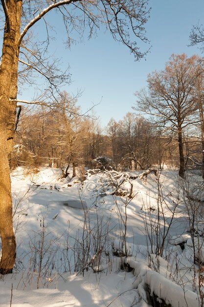 Árvores decíduas cobertas de neve e geada no inverno