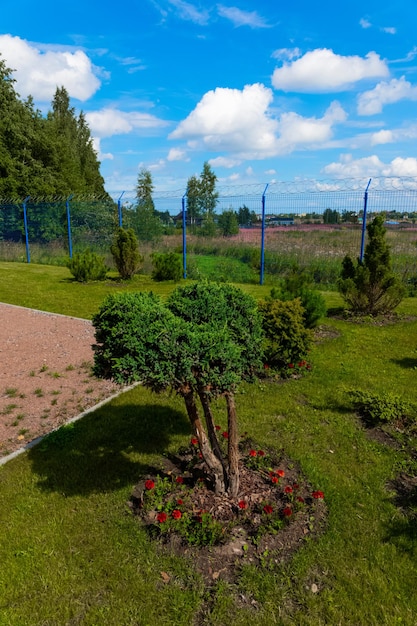 Árvores decorativas, flores vermelhas e céu azul com nuvens brancas