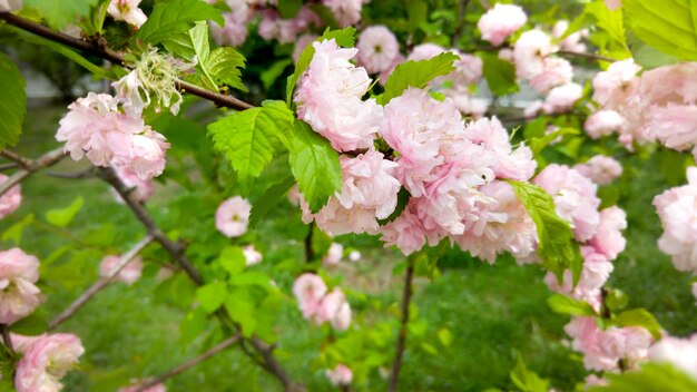 Árvores desabrochando com flores rosa