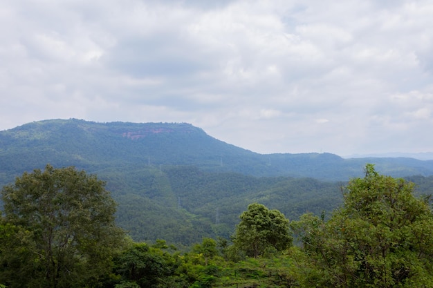 Árvores e céu das montanhas