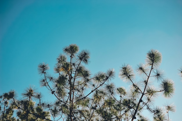 Foto Árvores e céu ocorre naturalmente. verde e azul formulado em forma natural.