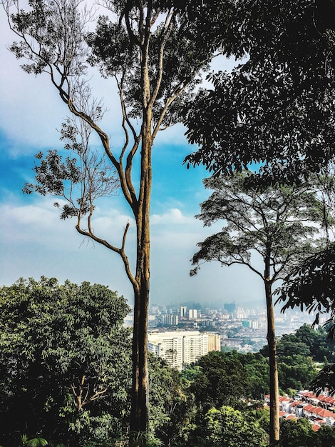 Foto Árvores e edifícios contra o céu nublado