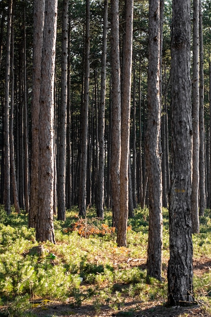 Árvores e fundos de floresta