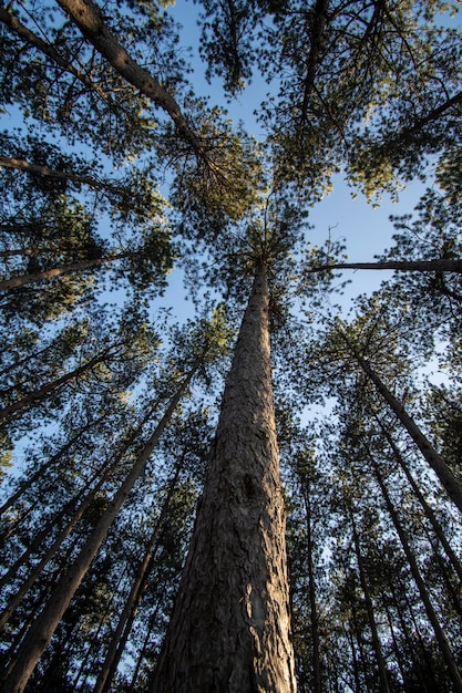 Árvores e fundos de floresta