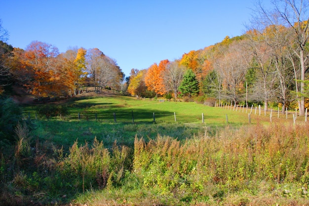 Foto Árvores e grama no campo durante o outono