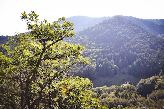 Árvores e montanhas, os cárpatos, vistas com filtro