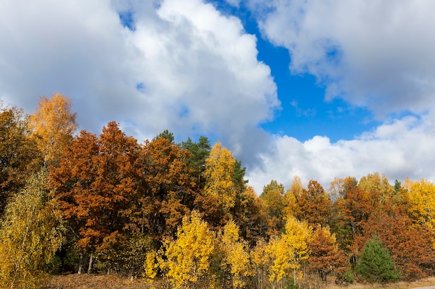 árvores e natureza no outono do ano, vegetação e árvores amareladas