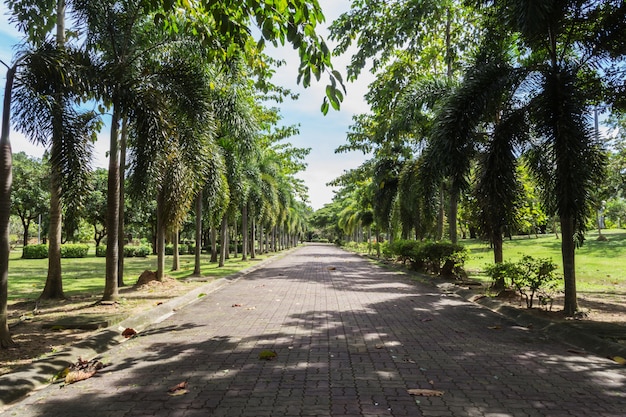 Árvores e passarela no parque.