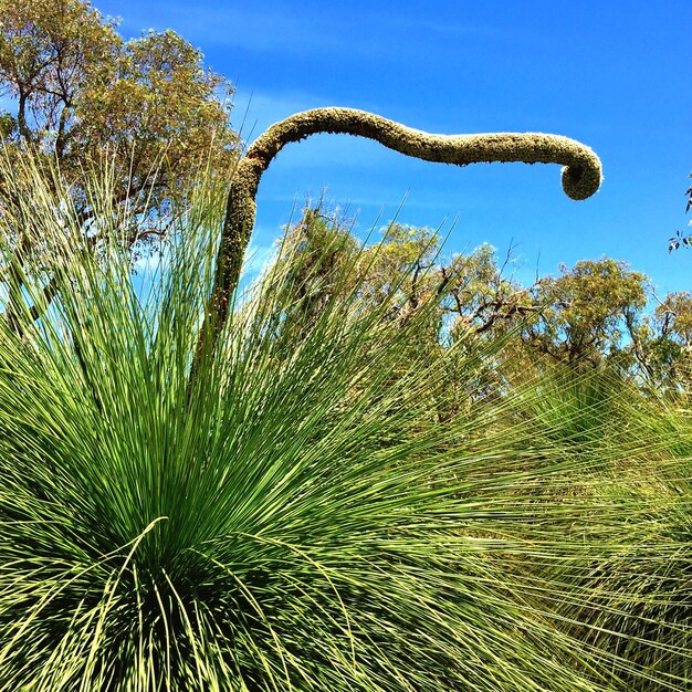 Foto Árvores e plantas crescendo no campo contra o céu