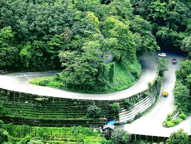 Foto Árvores e plantas no parque