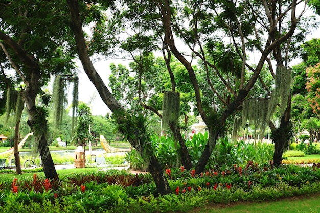 Árvores e plantas no parque