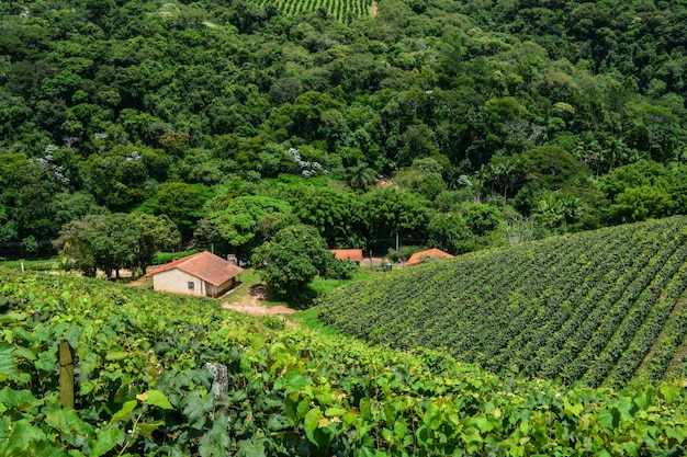 Foto Árvores e plantas que crescem no campo