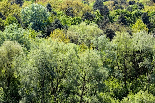 Árvores e plantas