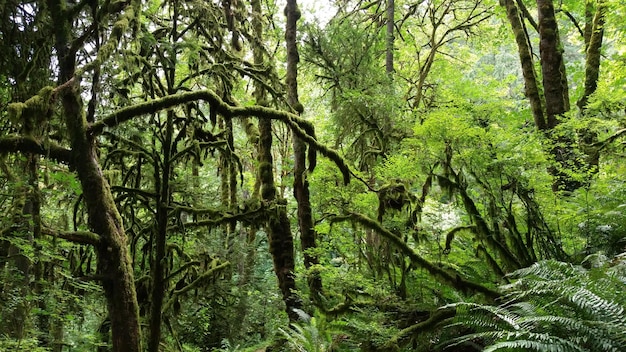 Árvores e samambaias que crescem na floresta tropical