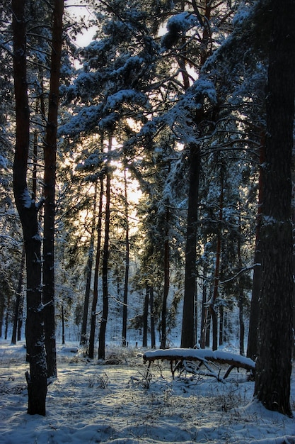 Foto Árvores em campo coberto de neve na floresta