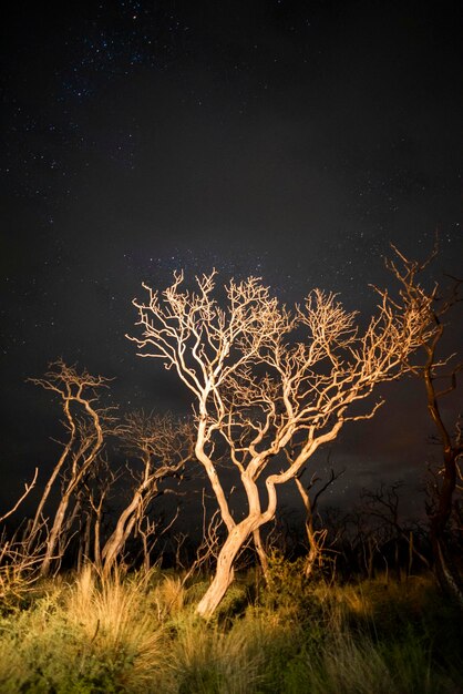 Árvores em chamas fotografadas à noite com um céu estrelado Província de La Pampa Patagônia Argentina