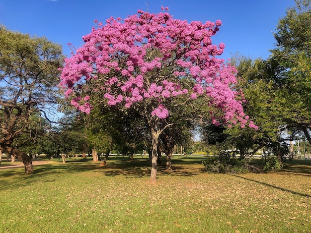 Foto Árvores em flor árvore de trombeta rosa tabebuia impetiginosa ou handroanthus impetiginosus