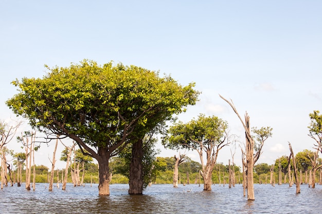 Árvores em igarapé no rio amazonas