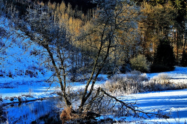 Árvores em paisagem congelada contra o céu azul