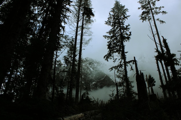 Foto Árvores em tempo de neblina