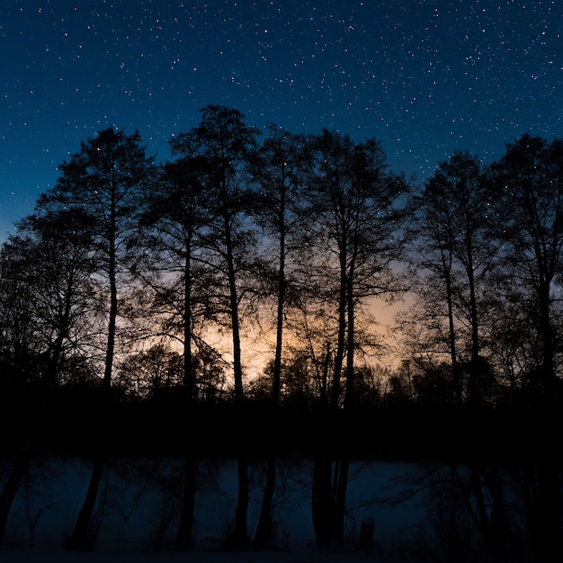 Foto Árvores em um fundo do céu estrelado à noite