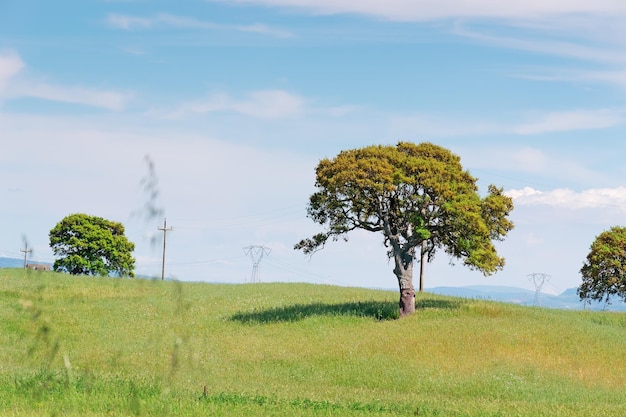 Árvores em um prado verde