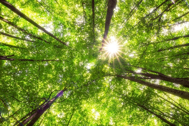 árvores em uma floresta