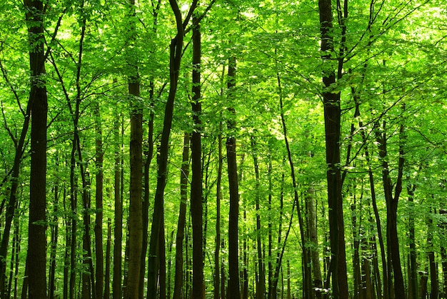 árvores em uma floresta