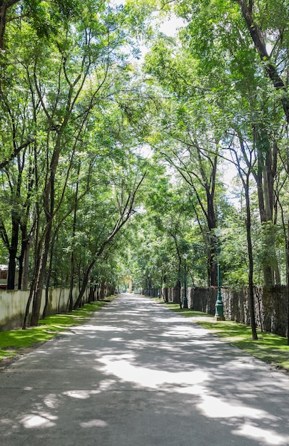 árvores entre estrada