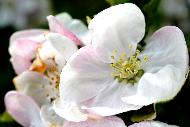 árvores florescendo com flores de maçã em um pomar na primavera