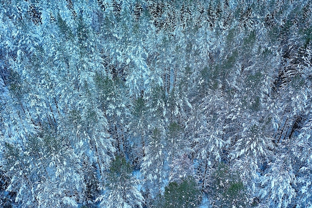 árvores floresta geada vista superior fundo, visão abstrata drone natureza sazonal inverno abeto