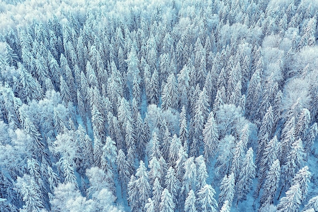 árvores floresta geada vista superior fundo, visão abstrata drone natureza sazonal inverno abeto