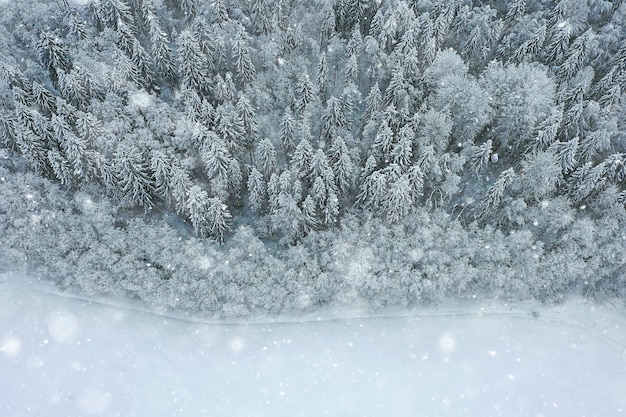 árvores floresta geada vista superior fundo, visão abstrata drone natureza sazonal inverno abeto