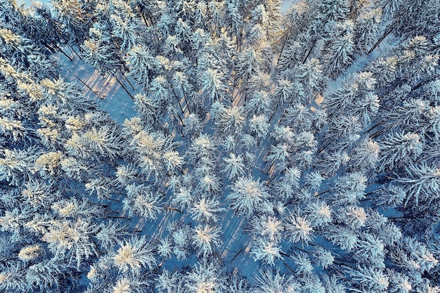 árvores floresta geada vista superior fundo, visão abstrata drone natureza sazonal inverno abeto