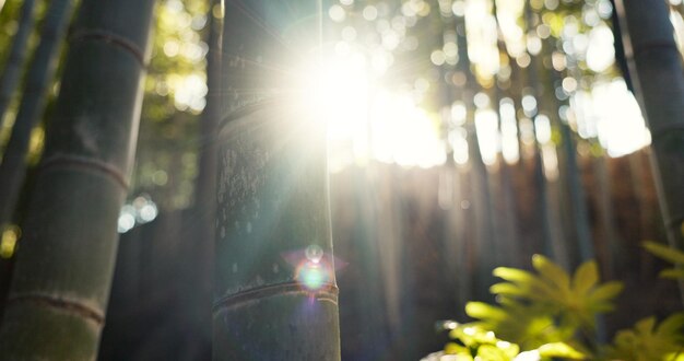 Foto Árvores florestais e paisagem com brilho de lente de sol e crescimento para folhas plantas e natureza na primavera florestas tropicais e nascer do sol com sustentabilidade ecologia e meio ambiente no brasil