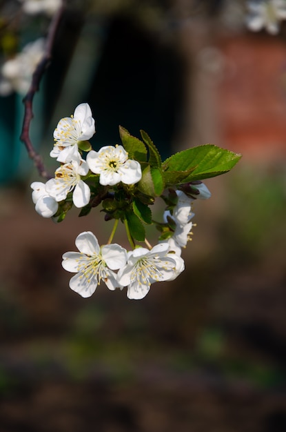 Árvores floridas. abelha em uma flor branca. filial de uma árvore com flores brancas