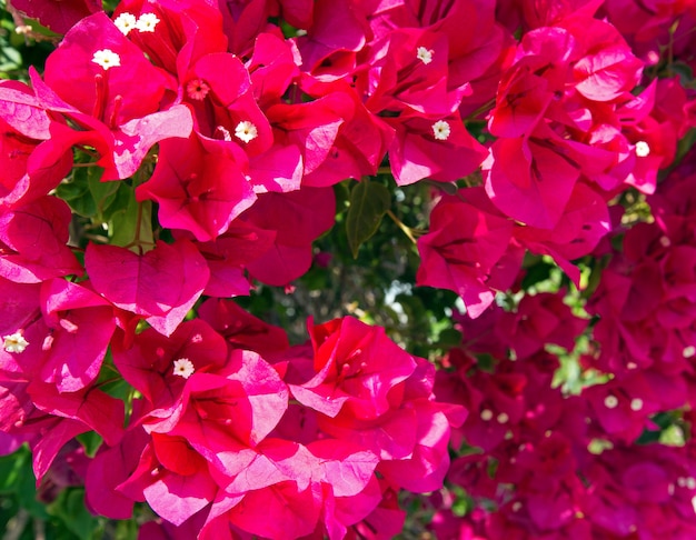 Árvores floridas com close up de flores rosa