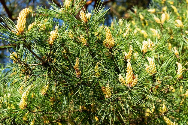 Árvores floridas da primavera. pinheiro florescendo. fundo natural.