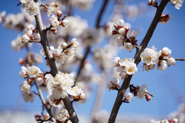 Árvores floridas de primavera com flores brancas no jardim contra o céu azul