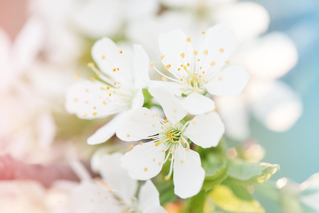 Árvores floridas de primavera no jardim foto aproximada close de uma flor